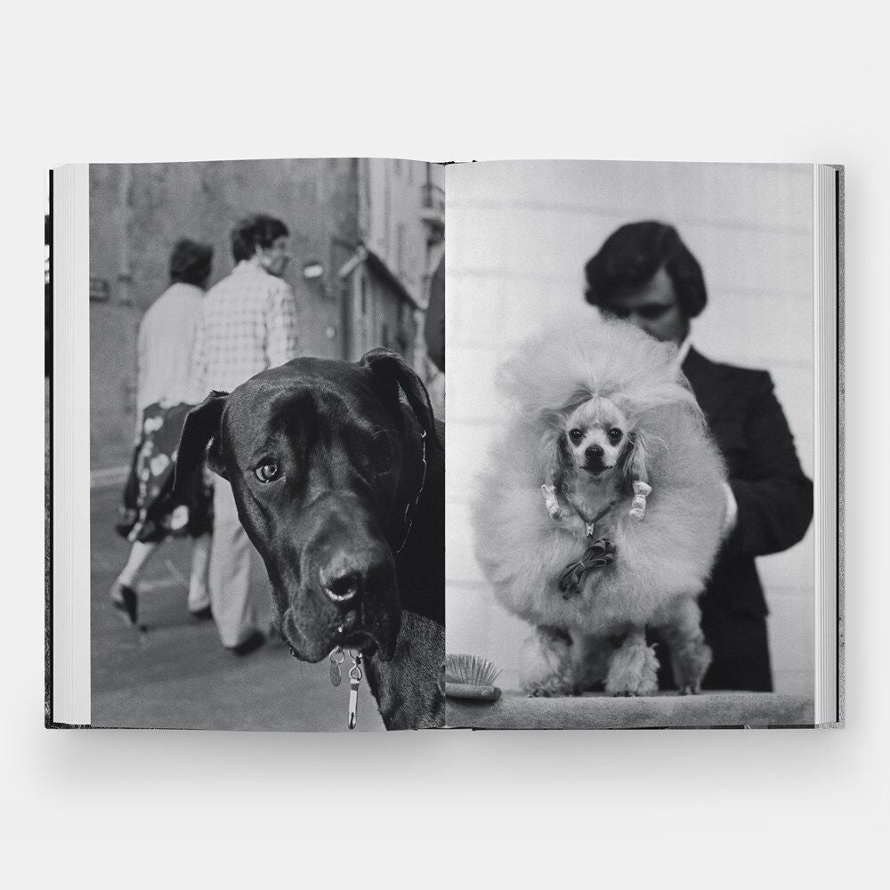 DogDogs - Joy