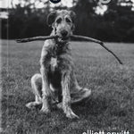 DogDogs - Joy