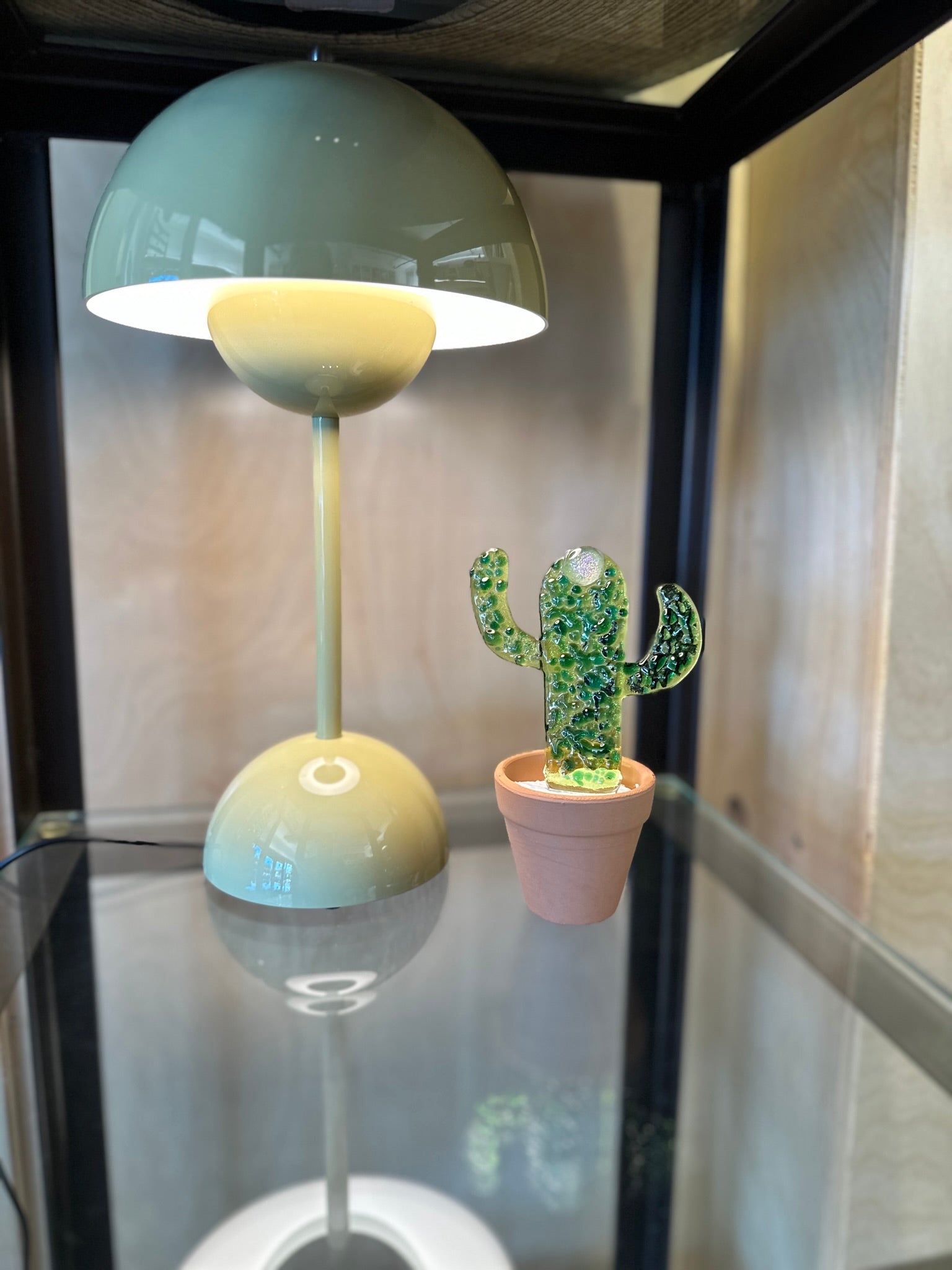Moon Cactus - Joy
