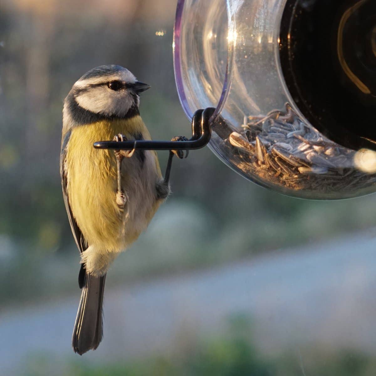Born in Sweden Window Bird Feeder - Joy