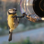 Born in Sweden Window Bird Feeder - Joy