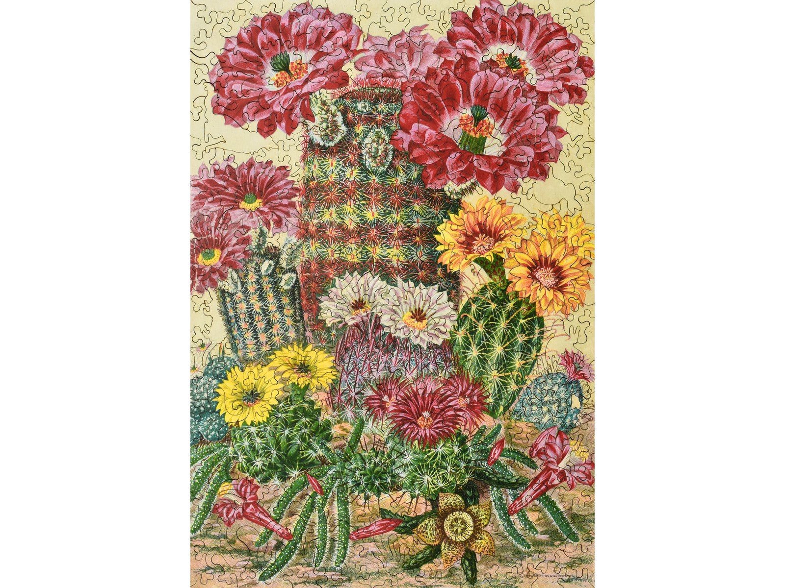 Cactus Flowers Puzzle - Joy