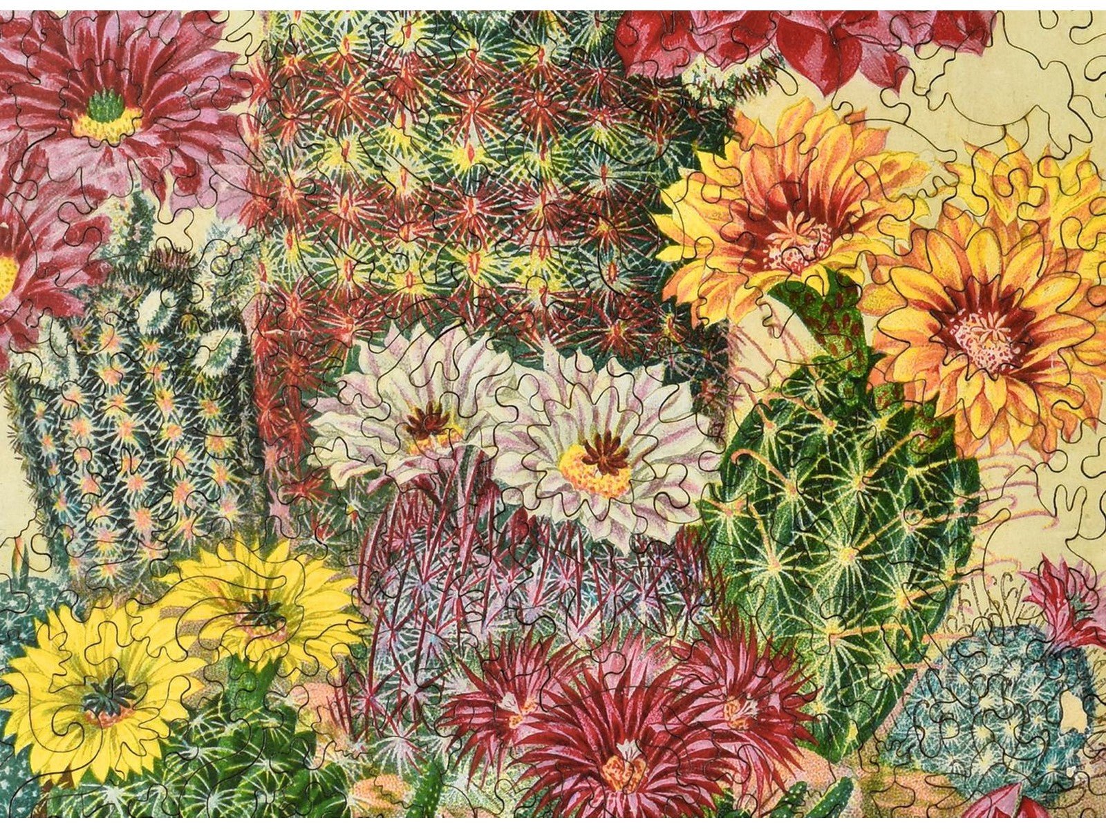 Cactus Flowers Puzzle - Joy