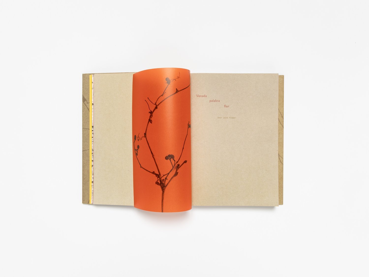 Cecilia Vicuña: Deer Book/Libro Venado - Joy