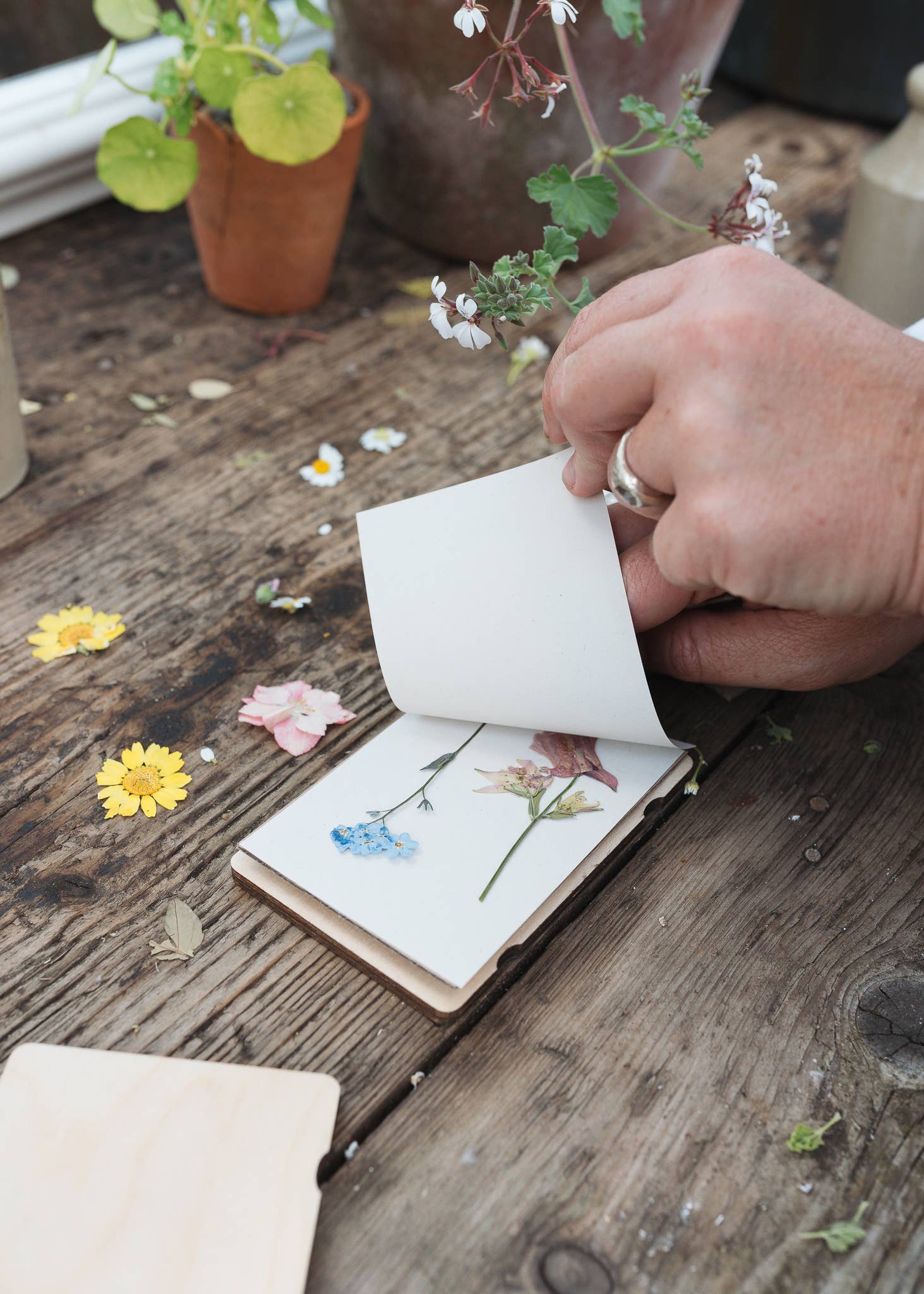 Cosmos Pocket Flower Press - Joy Gift Shoppe