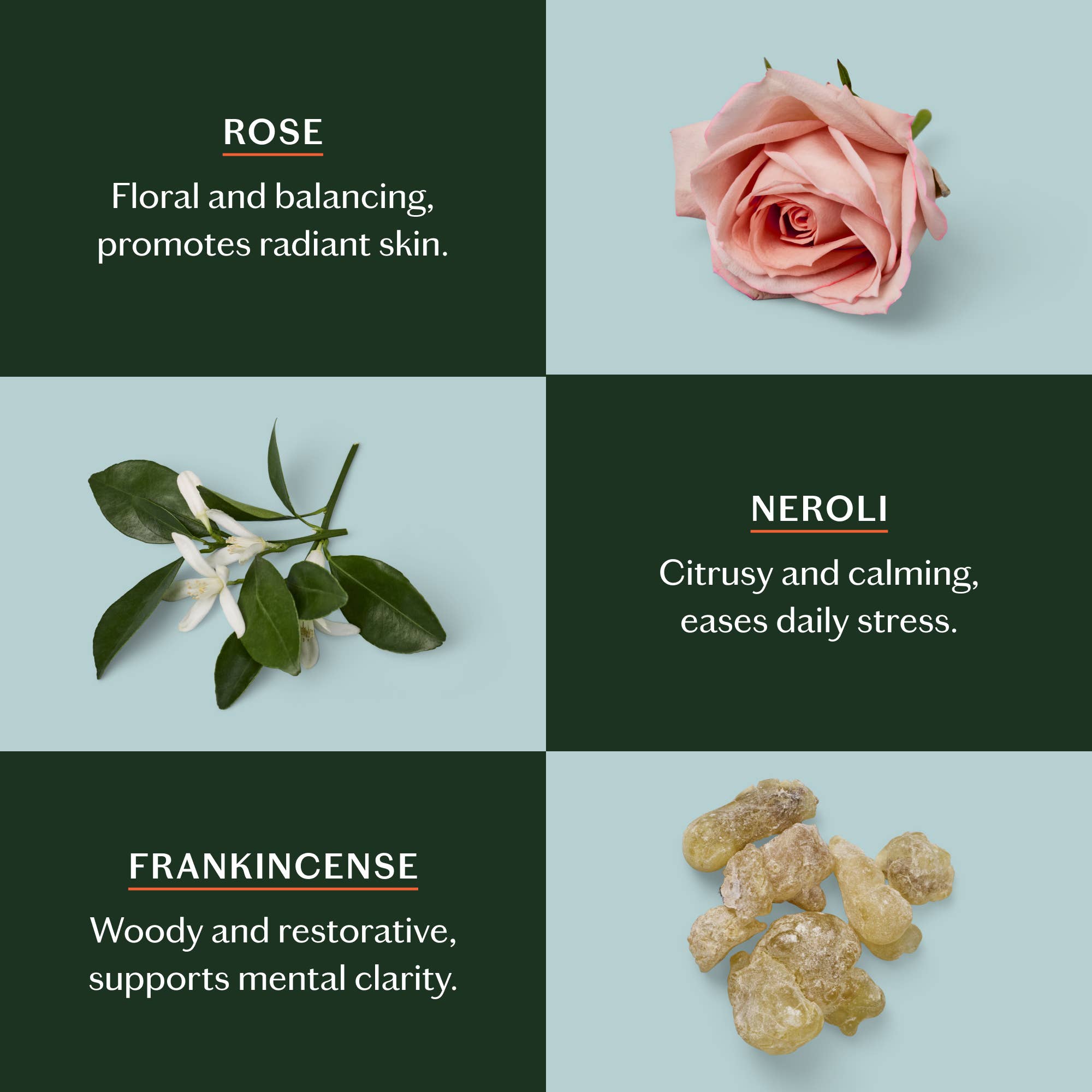 Daily Stone | Deep Moisturizing Lotion Bar Starter Kit - Joy