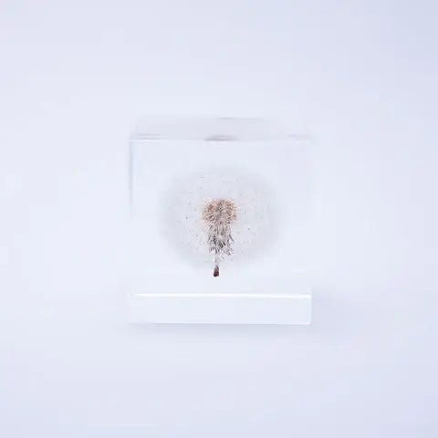 Dandelion Cube - Large - Joy Gift Shoppe