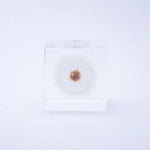 Dandelion Cube - Large - Joy Gift Shoppe