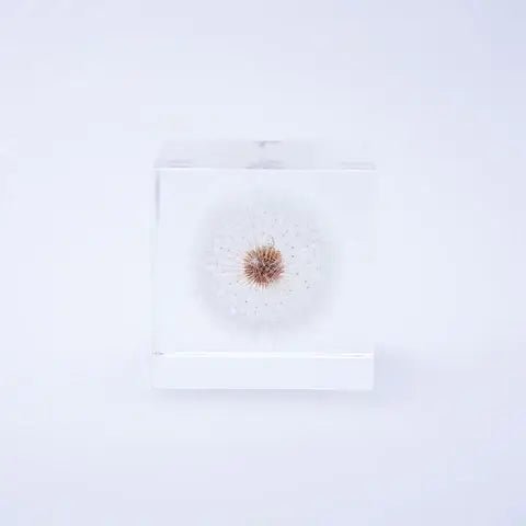 Dandelion Cube - Large - Joy Gift Shoppe