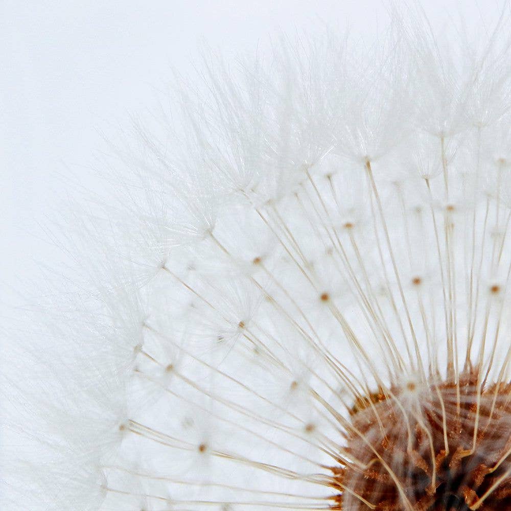 Dandelion Cube - Large - Joy Gift Shoppe