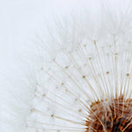 Dandelion Cube - Large - Joy Gift Shoppe