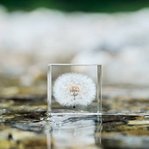 Dandelion Cube - Large - Joy Gift Shoppe