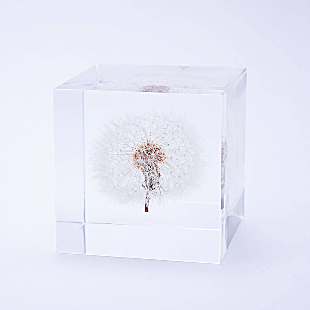 Dandelion Cube - Large - Joy Gift Shoppe