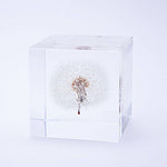 Dandelion Cube - Large - Joy Gift Shoppe