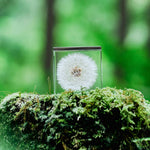 Dandelion Cube - Large - Joy Gift Shoppe