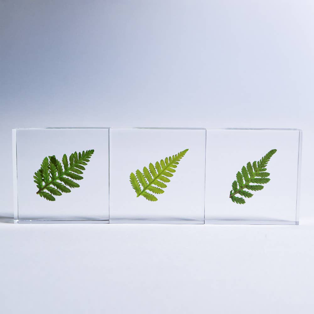 Davallia Tile - Joy Gift Shoppe