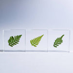 Davallia Tile - Joy Gift Shoppe