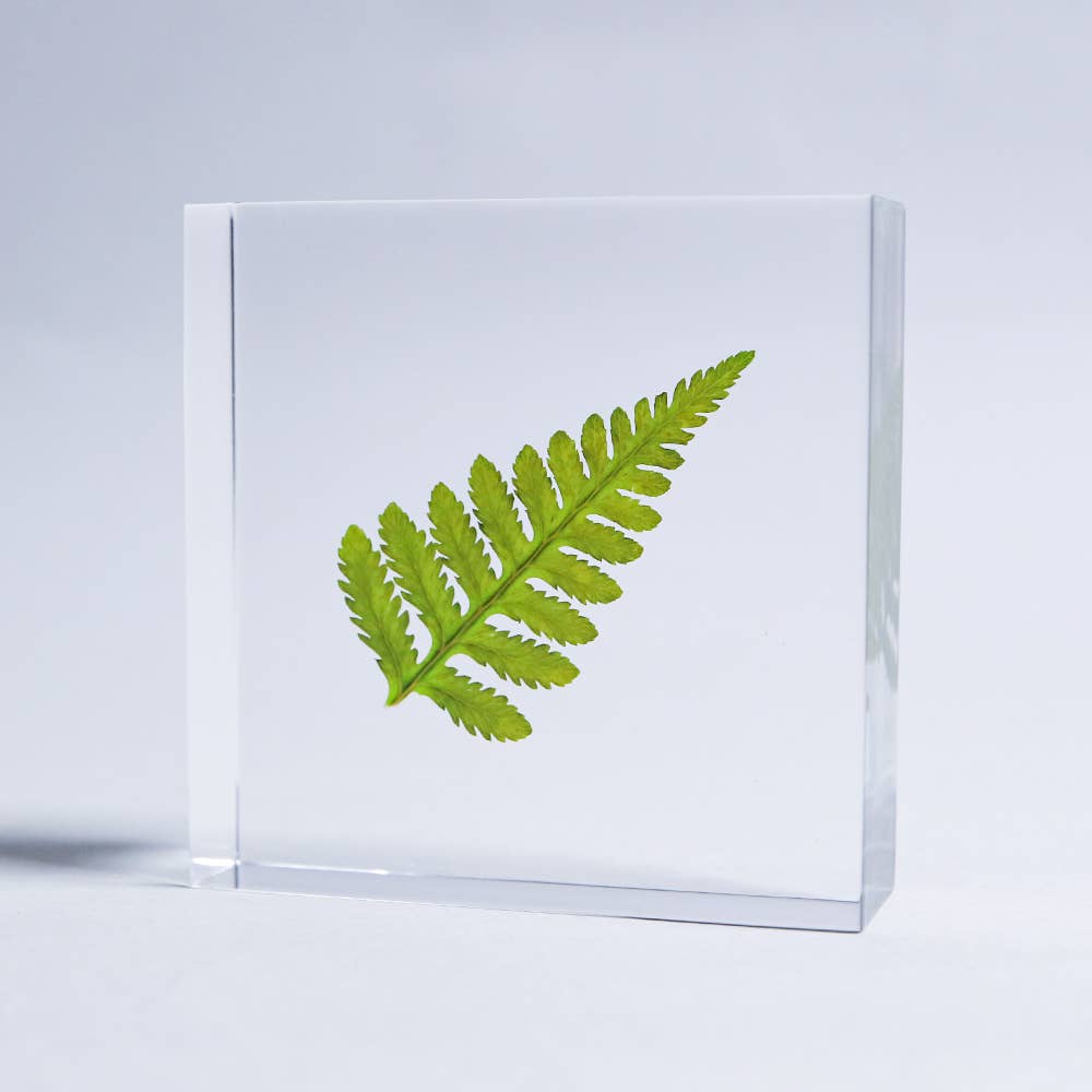 Davallia Tile - Joy Gift Shoppe