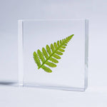 Davallia Tile - Joy Gift Shoppe