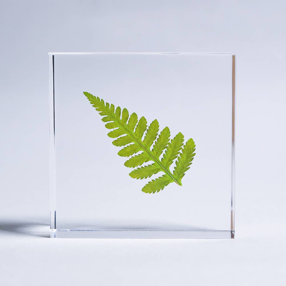 Davallia Tile - Joy Gift Shoppe