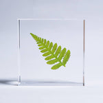 Davallia Tile - Joy Gift Shoppe