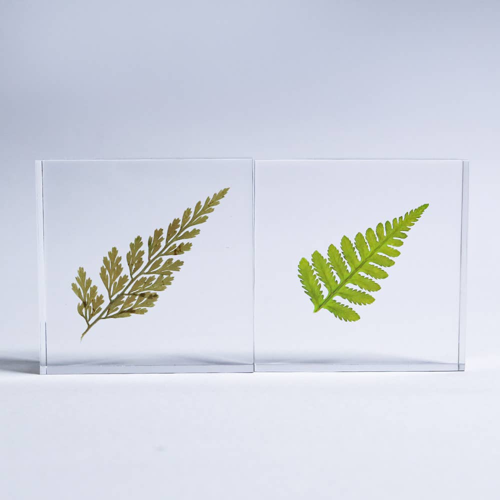 Davallia Tile - Joy Gift Shoppe