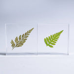 Davallia Tile - Joy Gift Shoppe