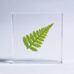 Davallia Tile - Joy Gift Shoppe
