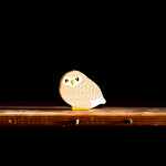 EPERFA Nocturnal Animal Set - Joy Gift Shoppe
