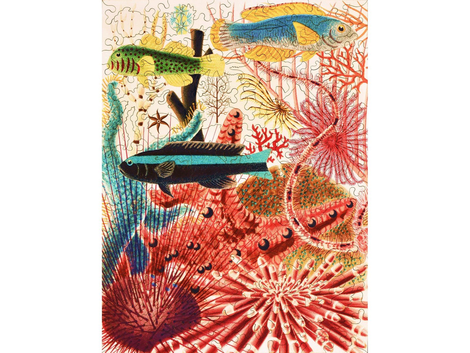 Great Barrier Reef Echinoderms and Fish (Large Piece) Puzzle - Joy
