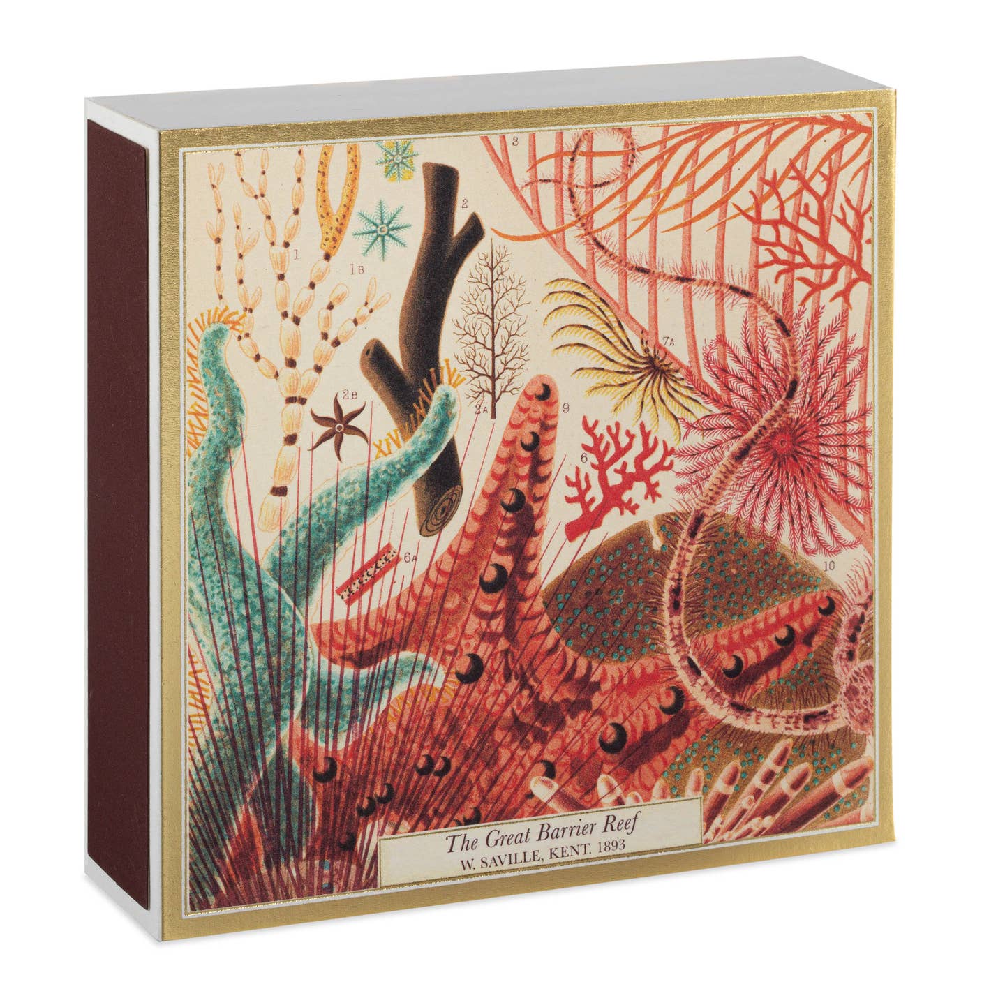 Great Barrier Reef Matches - Joy