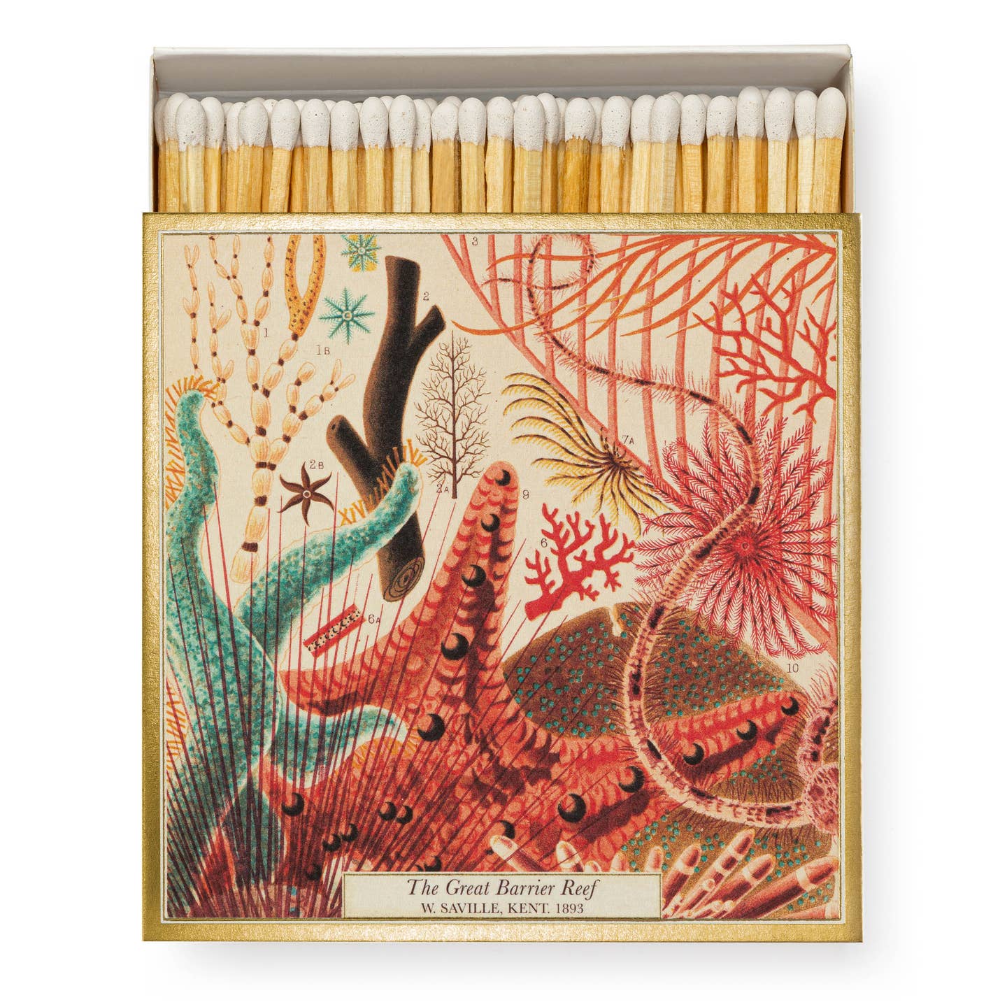 Great Barrier Reef Matches - Joy