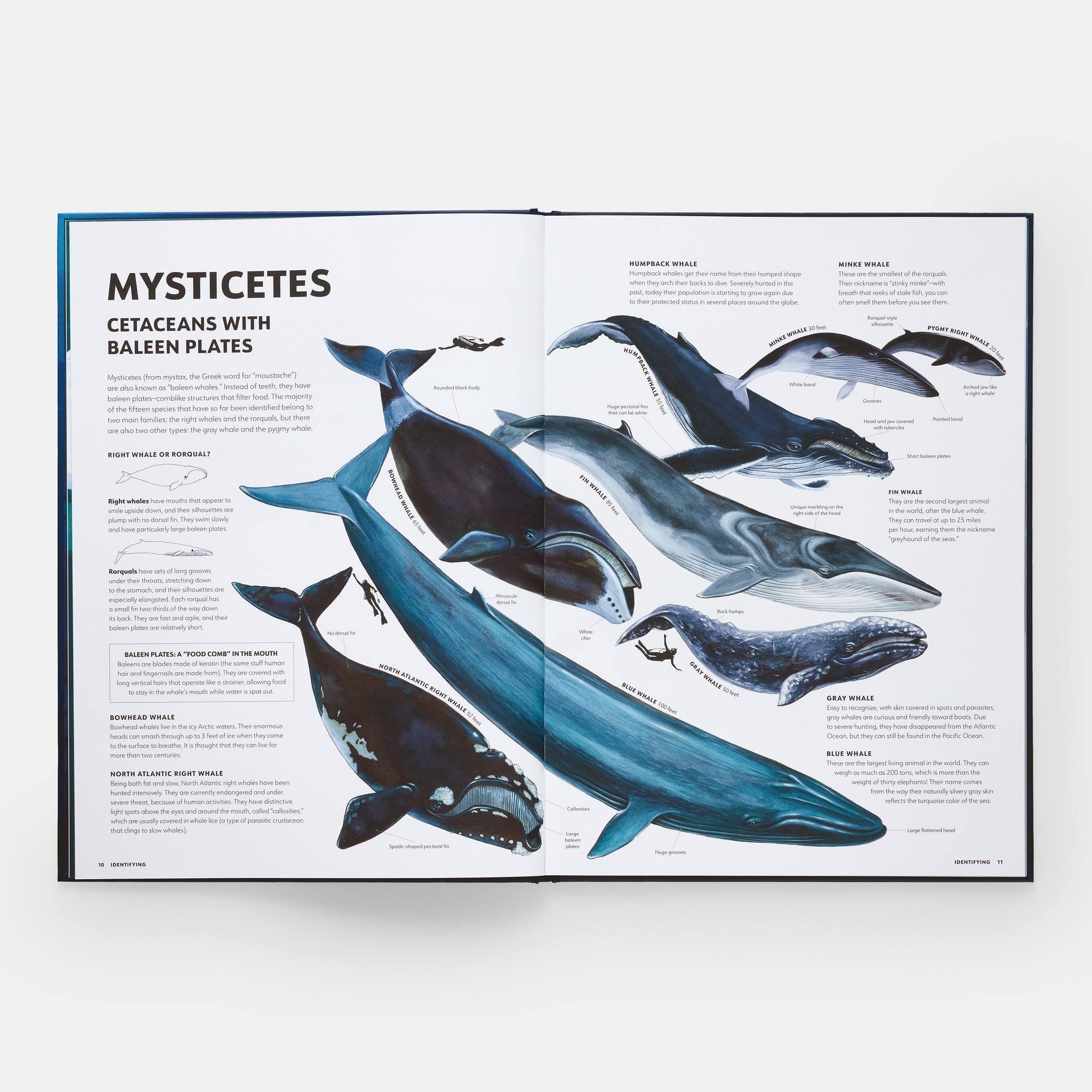 Mysteries of Marine Mammals: An Illustrated Guide to Whales, Dolphins, and Porpoises - Joy