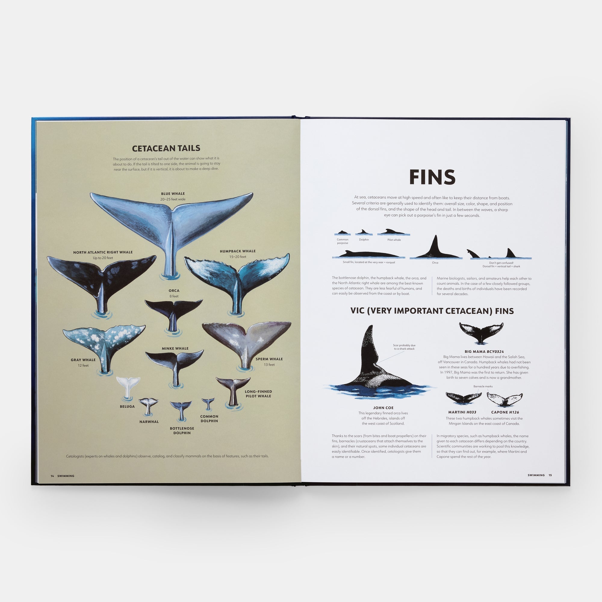 Mysteries of Marine Mammals: An Illustrated Guide to Whales, Dolphins, and Porpoises - Joy