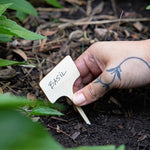 Seed Library: Culinary Herbs - Joy