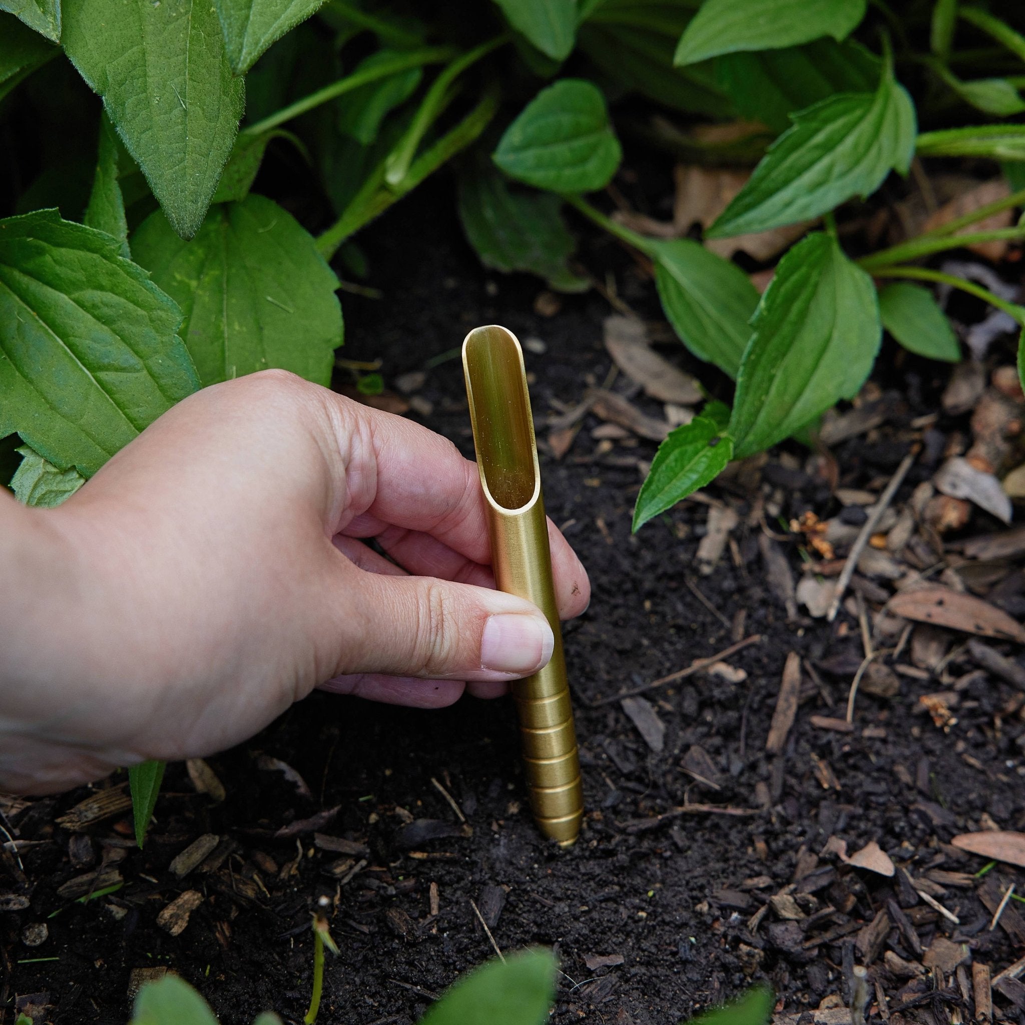 Seed Library: Culinary Herbs - Joy