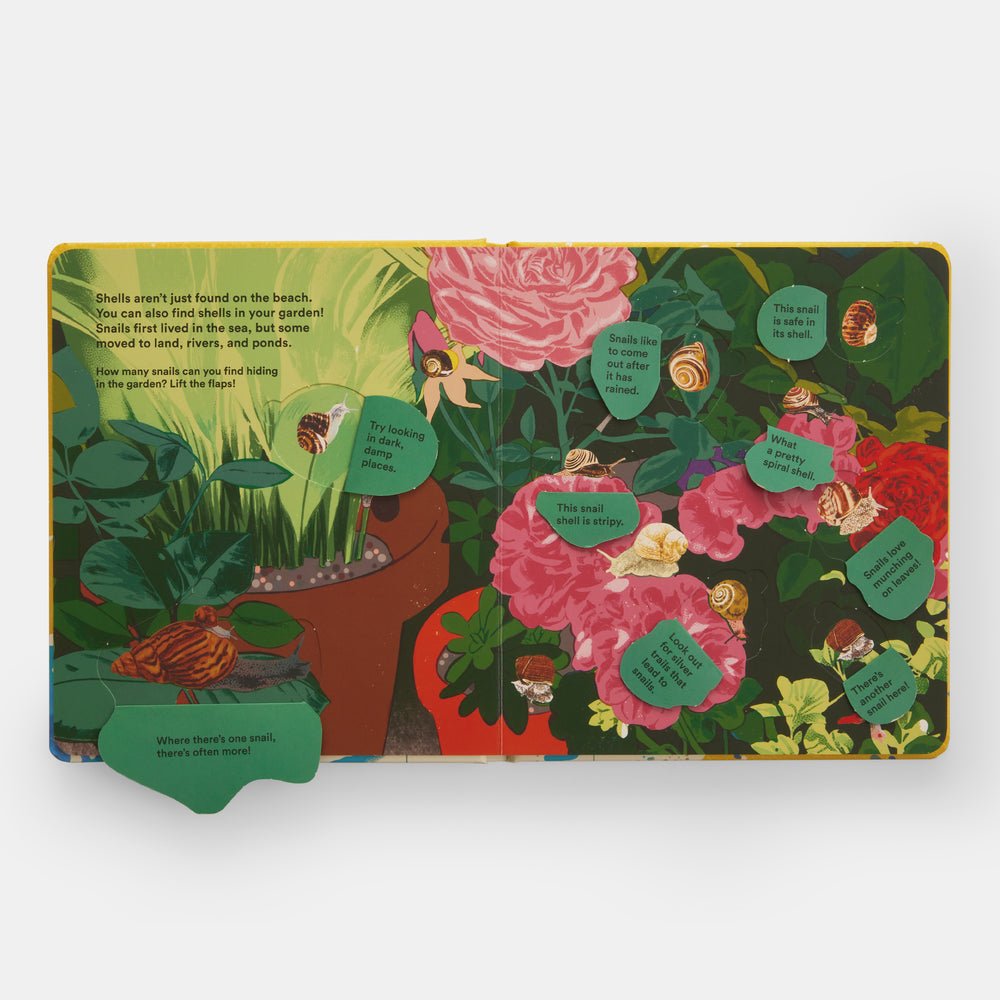 Shells... and what they hide inside: A Lift - the - Flap Adventure - Joy