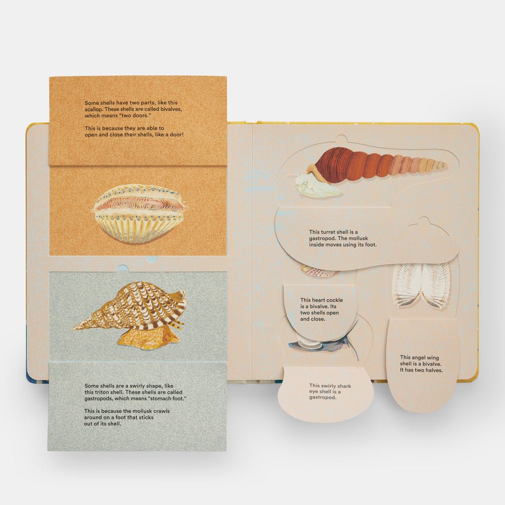 Shells... and what they hide inside: A Lift - the - Flap Adventure - Joy