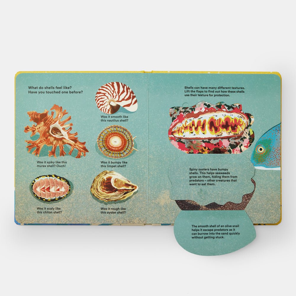 Shells... and what they hide inside: A Lift - the - Flap Adventure - Joy