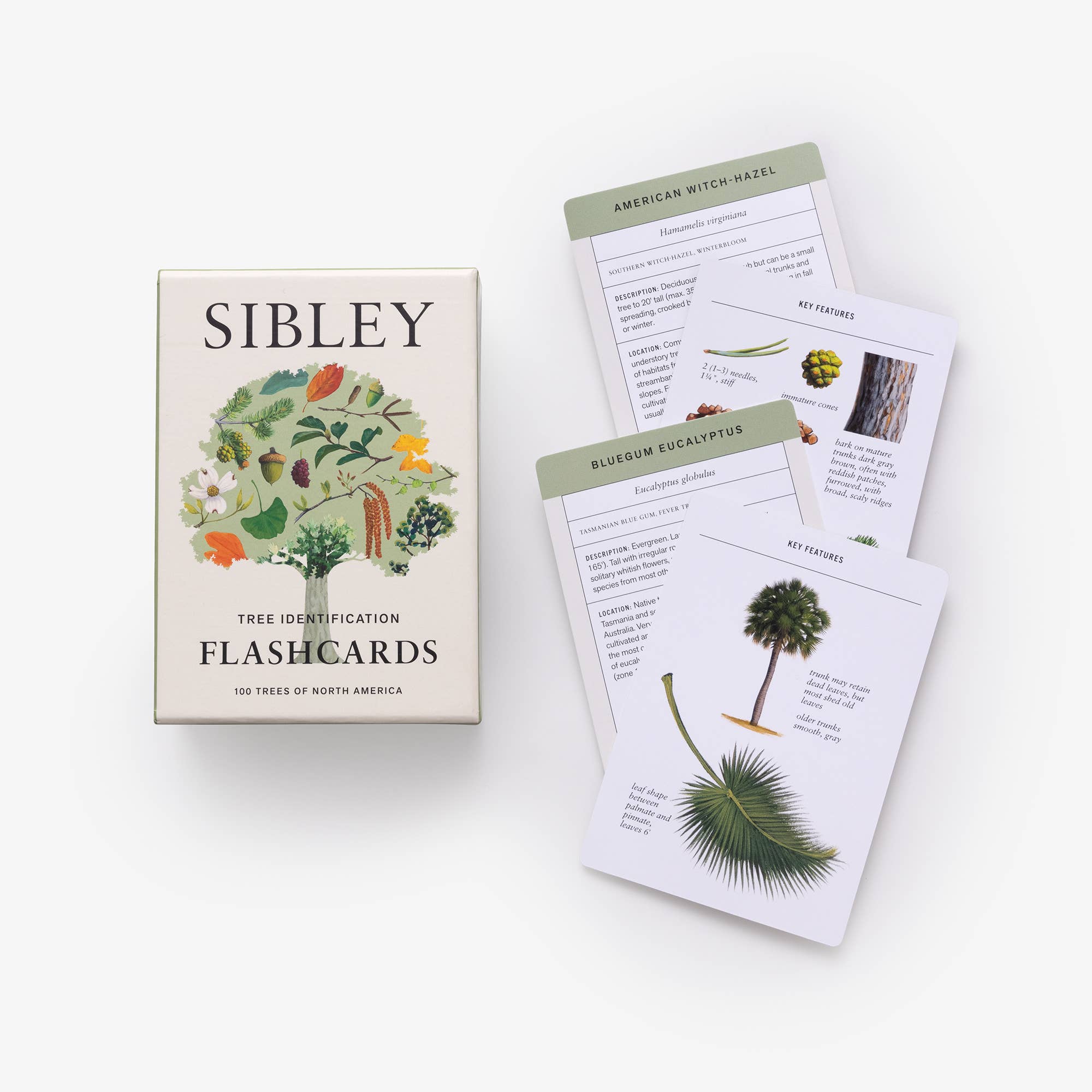 Sibley Tree Identification Flashcards - Joy Gift Shoppe