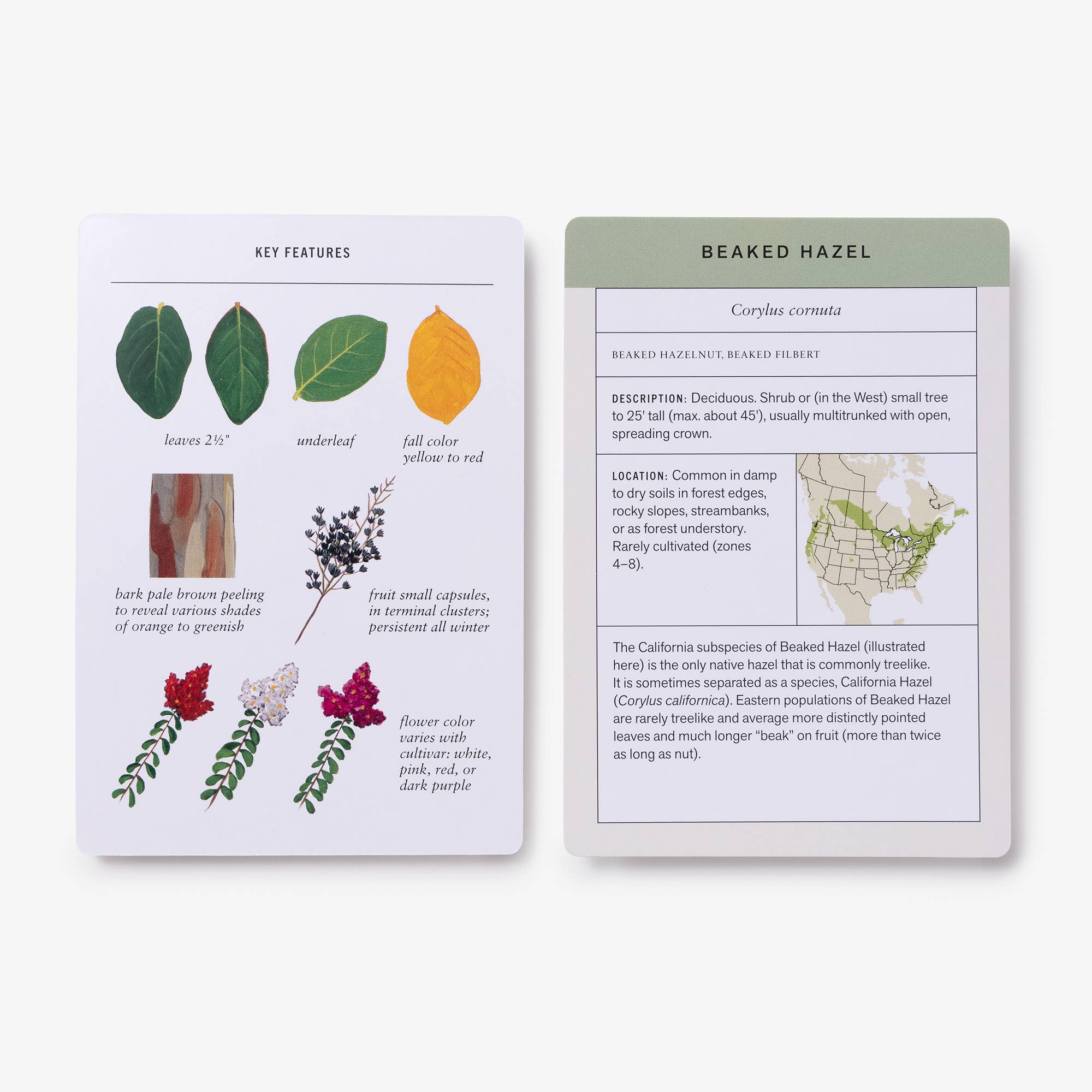 Sibley Tree Identification Flashcards - Joy Gift Shoppe