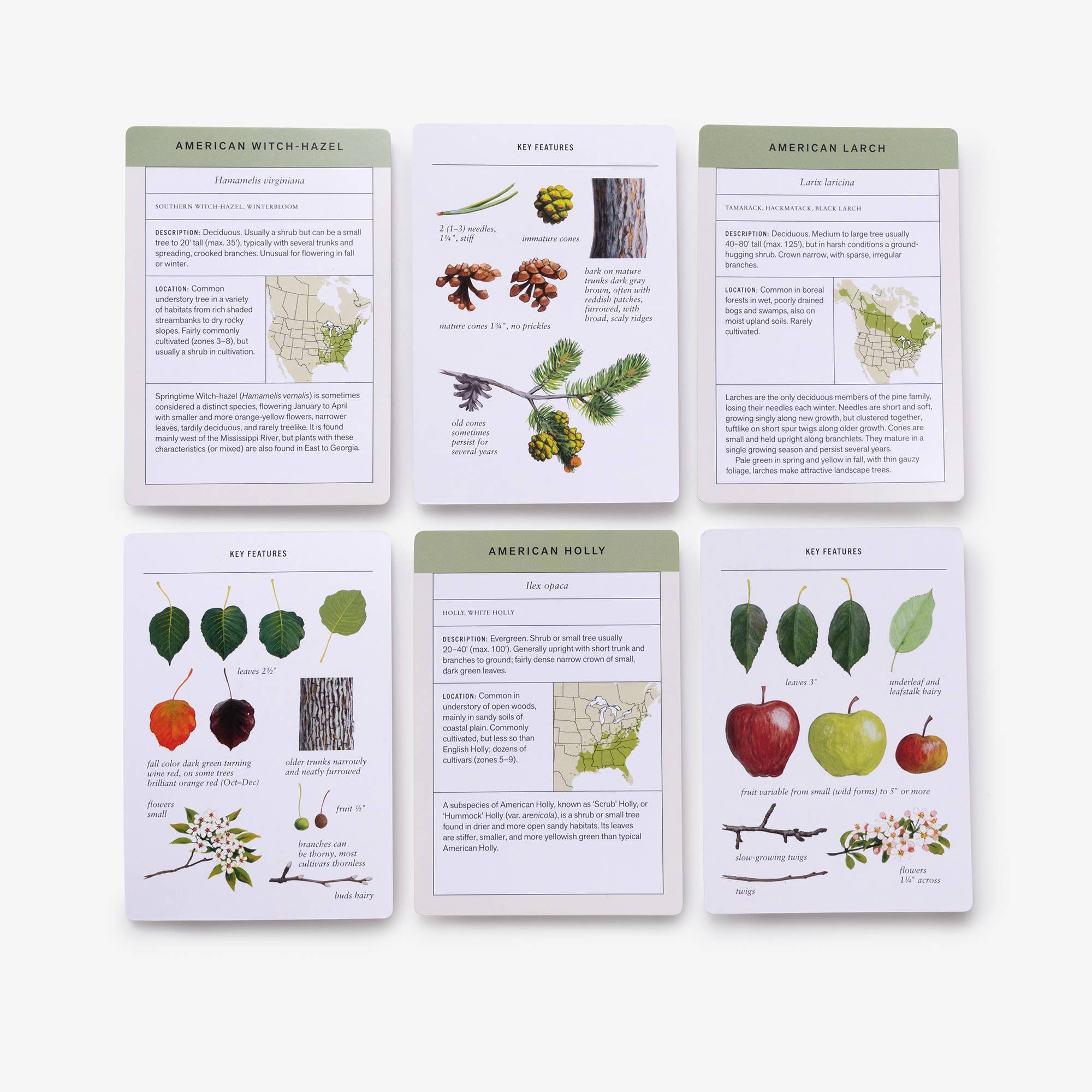 Sibley Tree Identification Flashcards - Joy Gift Shoppe