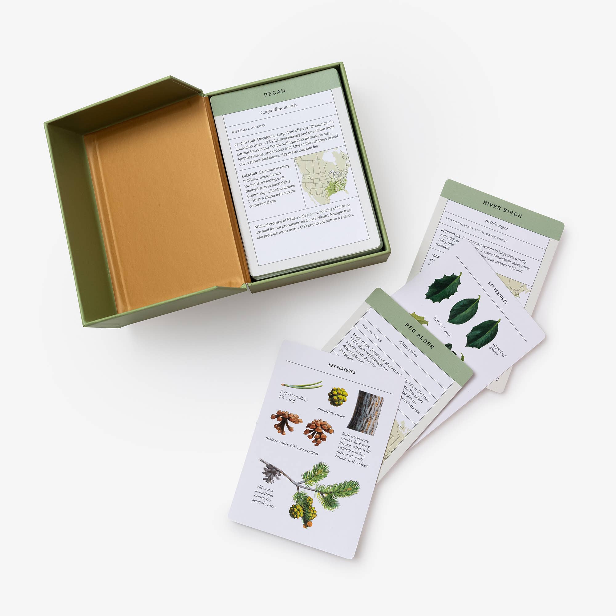 Sibley Tree Identification Flashcards - Joy Gift Shoppe