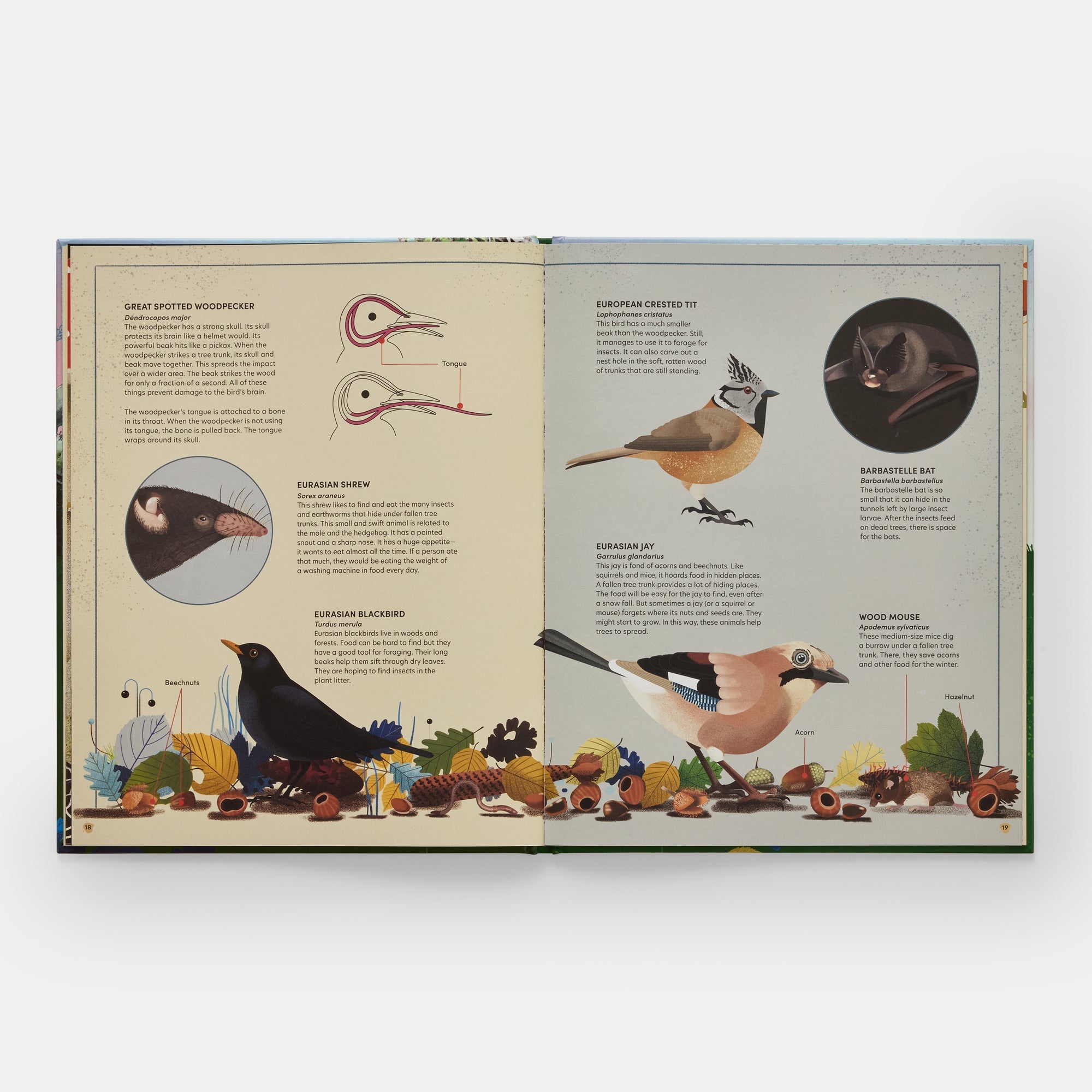 The Tomorrow Tree: How Nature Creates New Life From Old - Joy