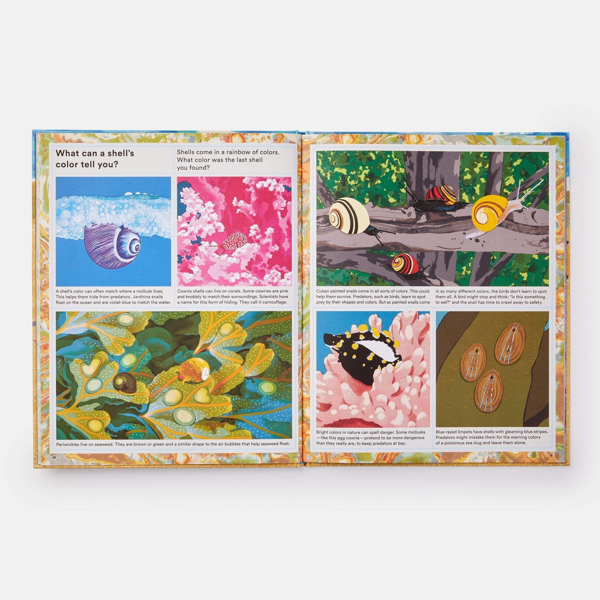 What A Shell Can Tell - Joy