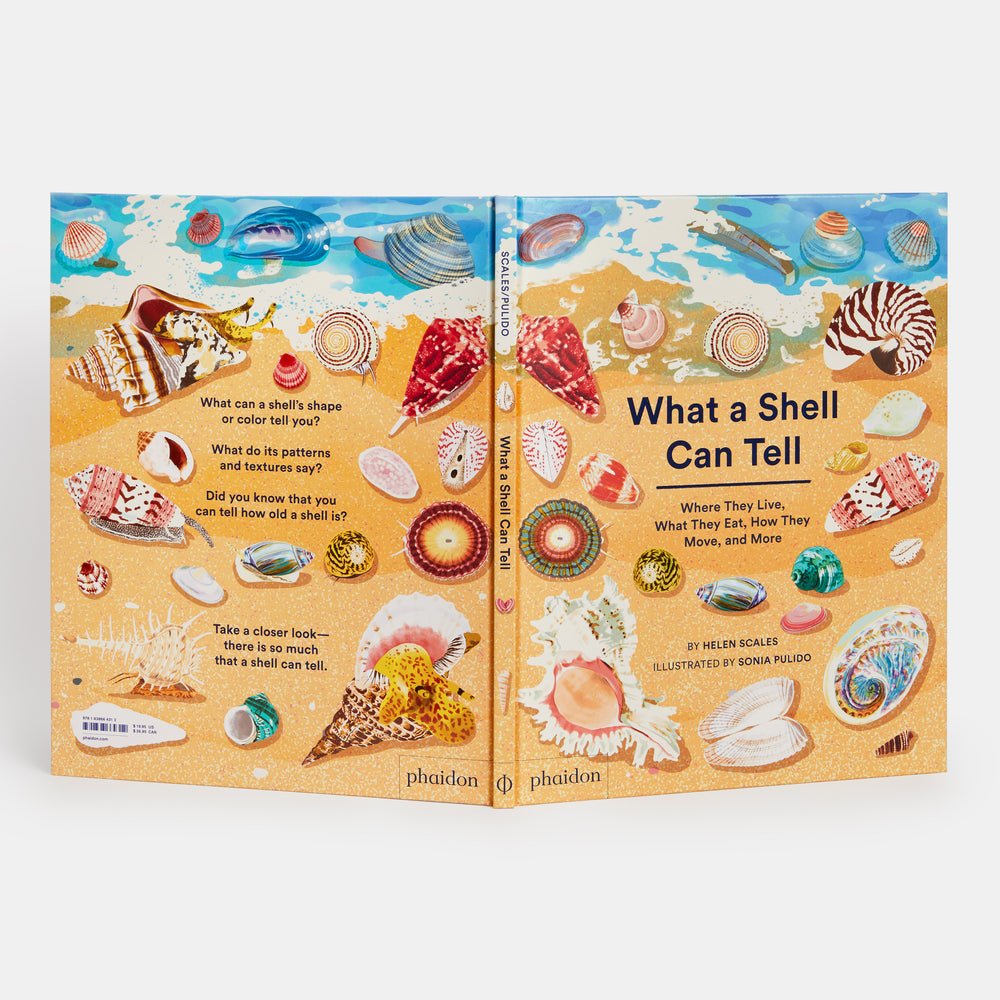 What A Shell Can Tell - Joy