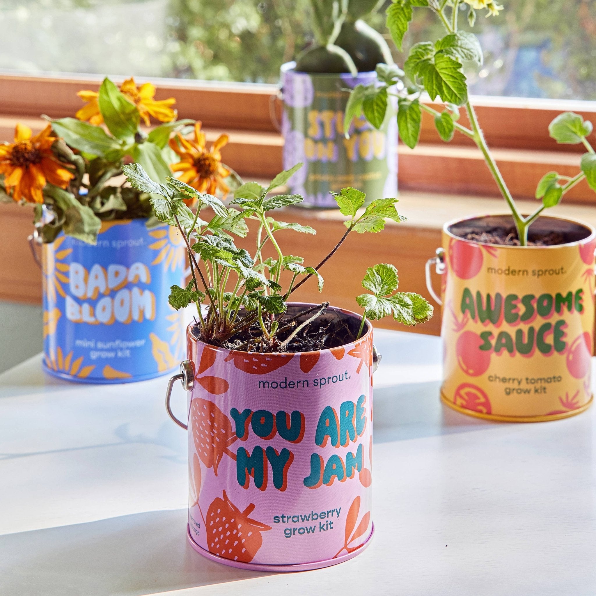 You are My Jam - Strawberry Grow Kit - Joy