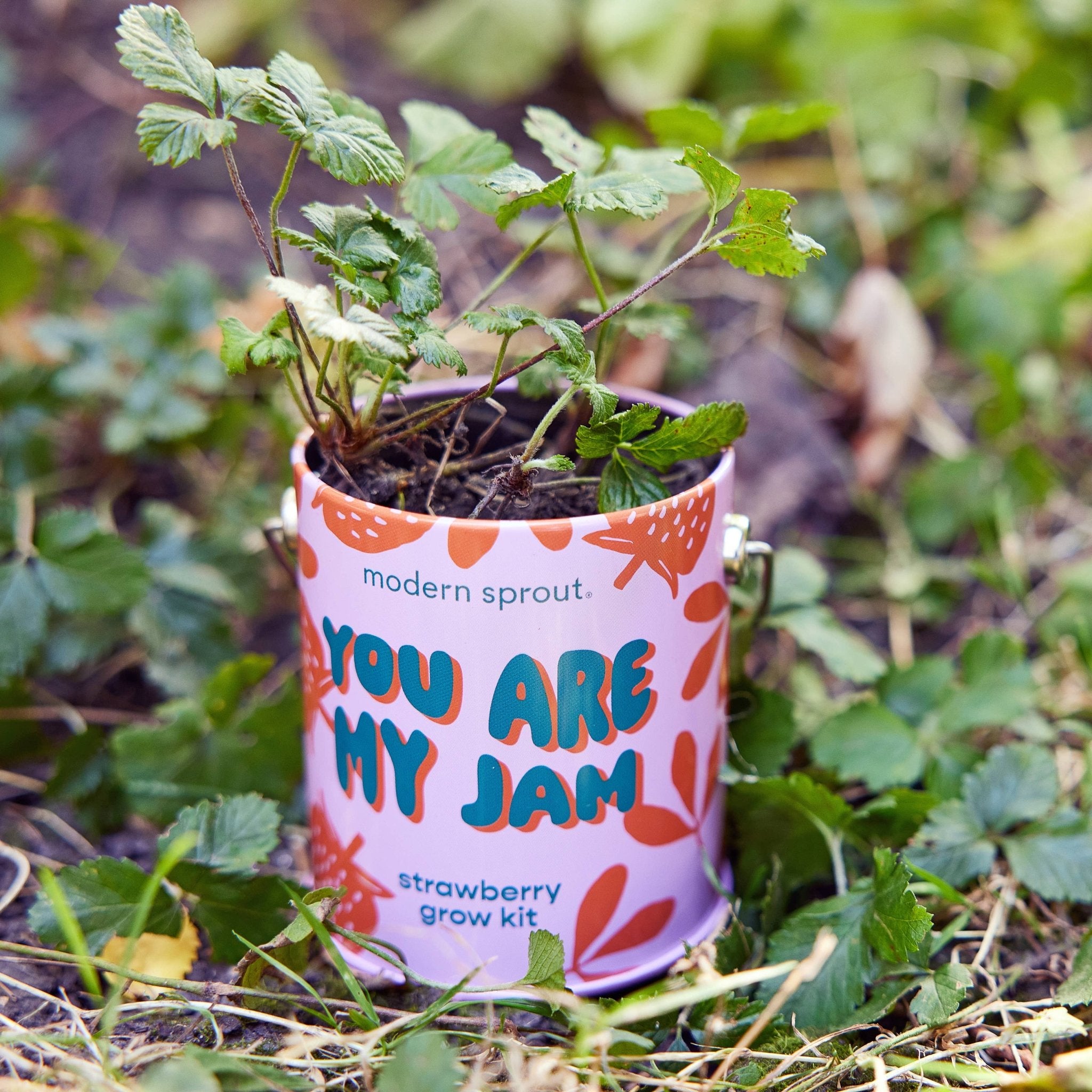 You are My Jam - Strawberry Grow Kit - Joy