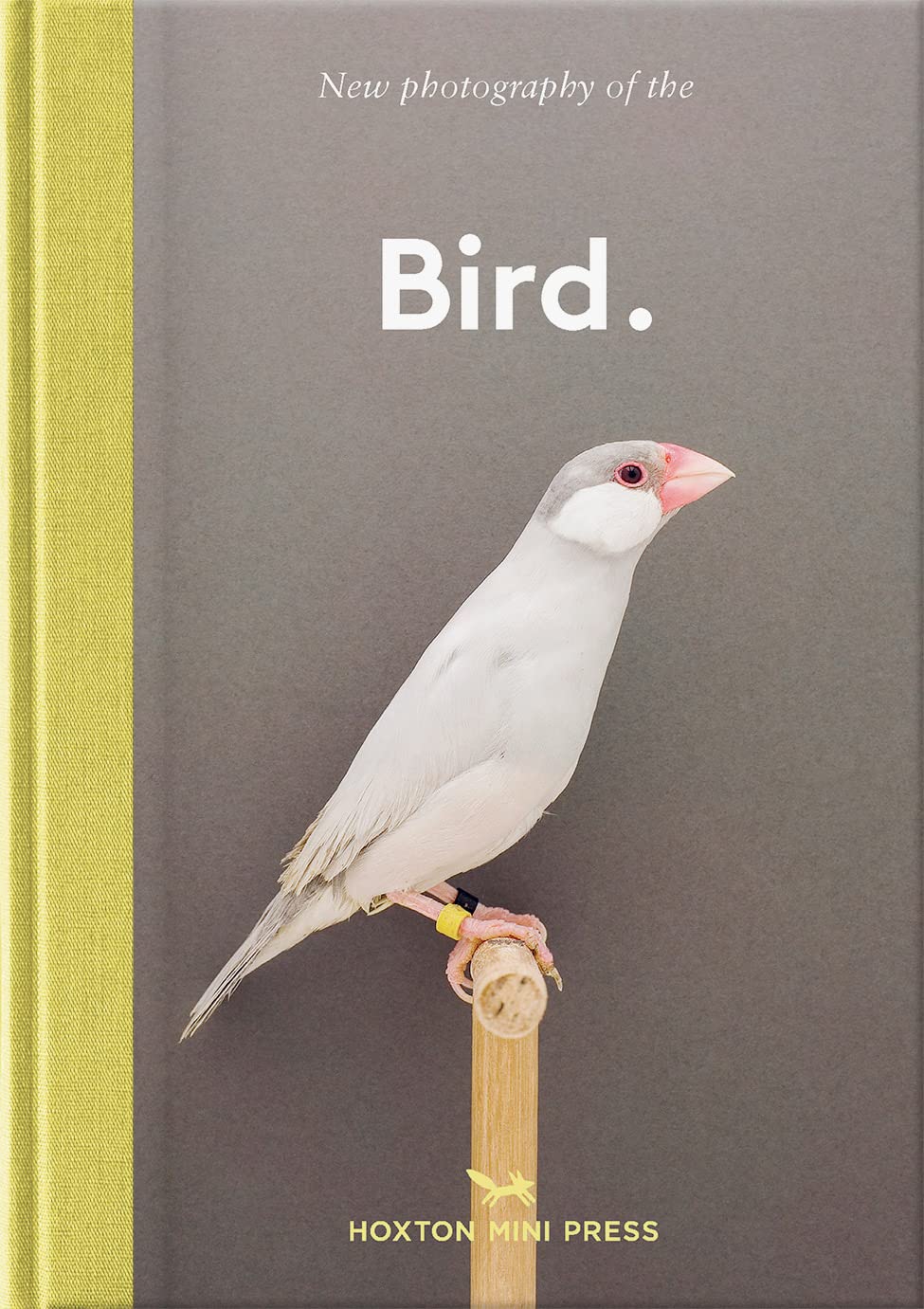 New Photography of the Bird - Joy