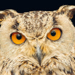 New Photography of the Bird - Joy